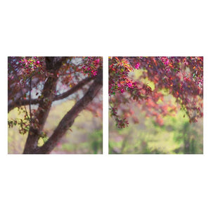 HARMONY