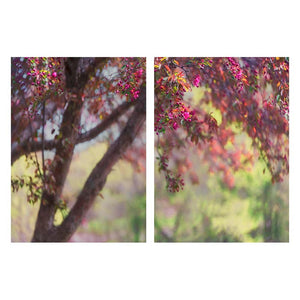 HARMONY