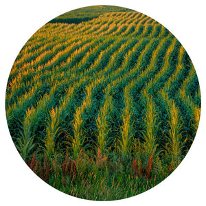 HARVEST