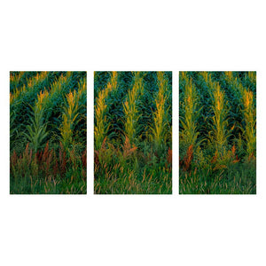 HARVEST