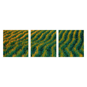 HARVEST