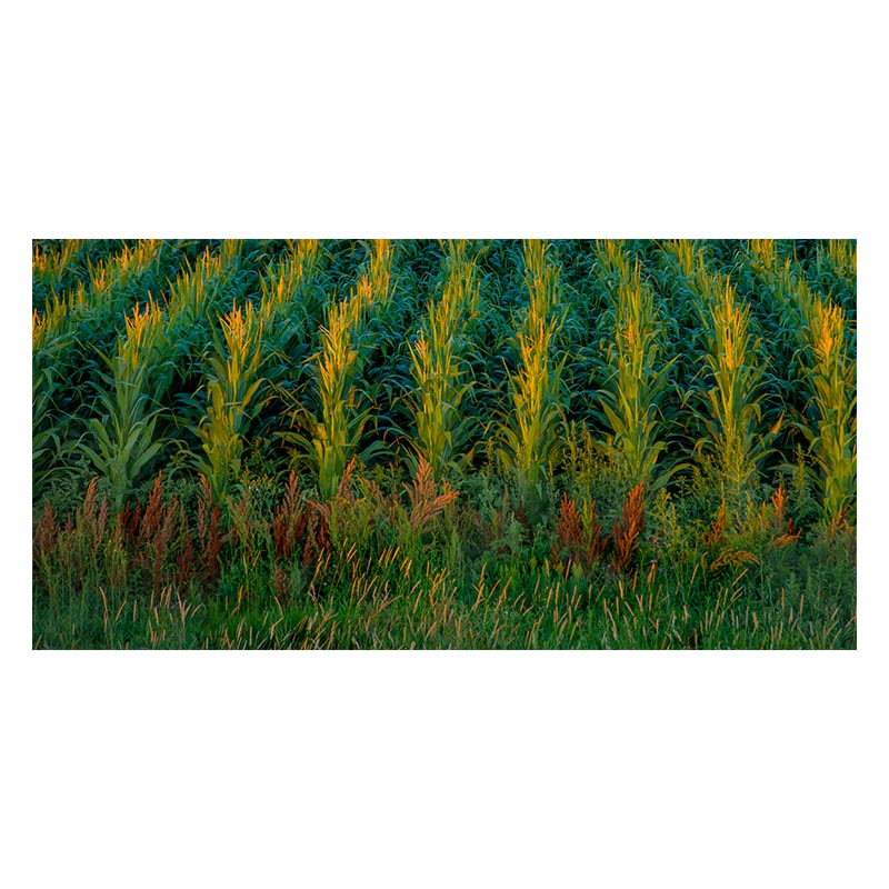 Rows of Corn Picture - Franklin Arts
