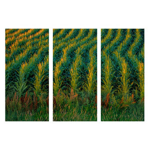 HARVEST