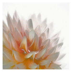 A close-up image of a Dahlia flower with layered petals in shades of pink, white, orange, and red, overlaid with a gray background.