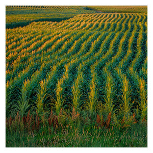 HARVEST
