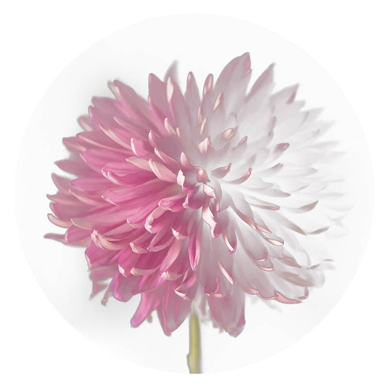 Abstract Pink Dahlia Flower Artwork - Franklin Arts
