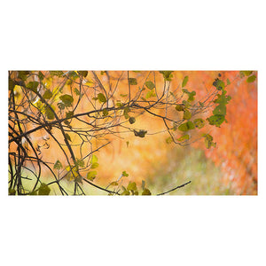 THICKET