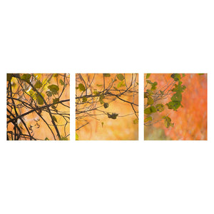 THICKET