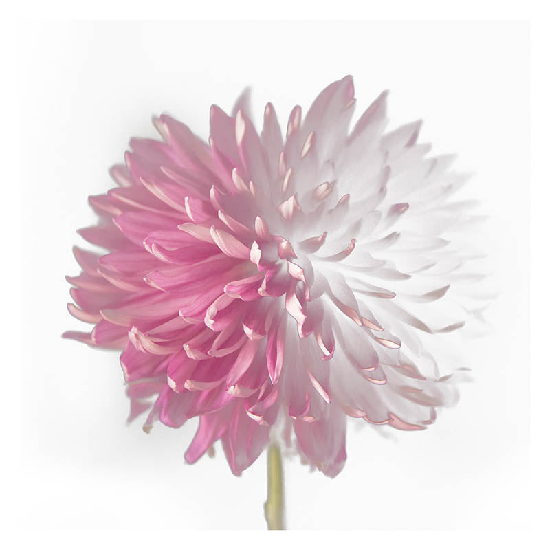 ファッションシーンで話題のこれから流行るブランド12選 Pink Abstract Dahlia Arts Franklin - Artwork Flower ウエア、装備（子ども用）