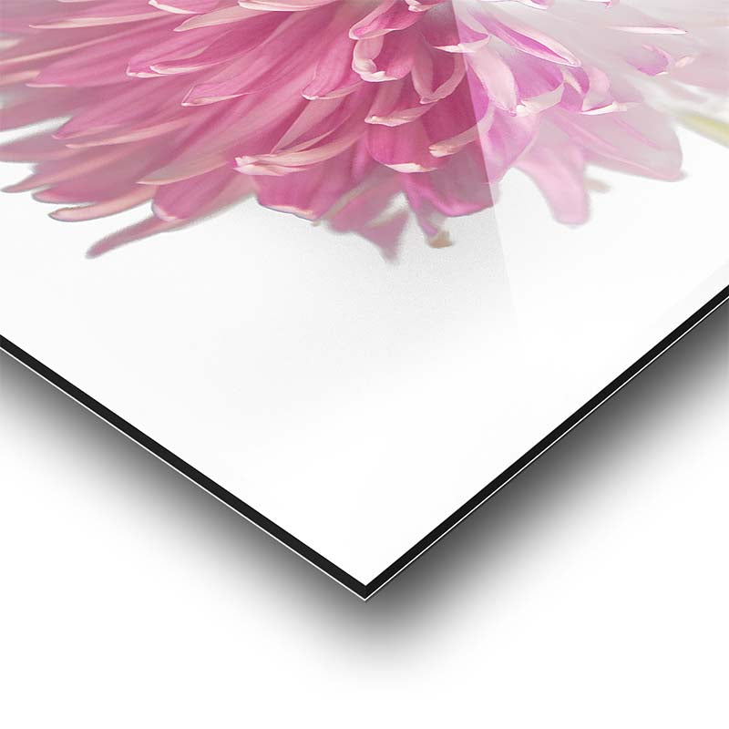 Abstract Pink Dahlia Flower Artwork - Franklin Arts