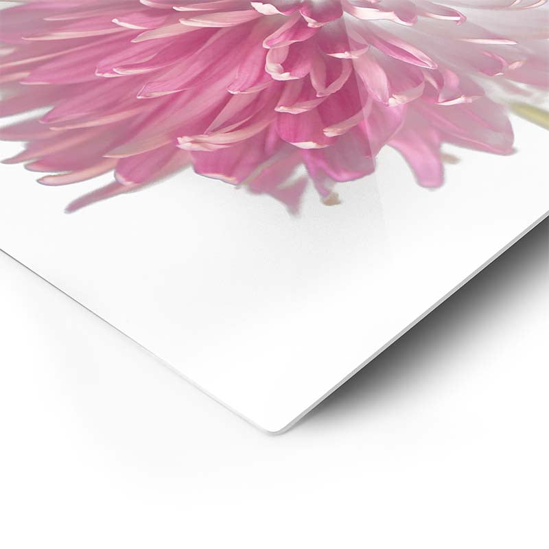 Abstract Pink Dahlia Flower Artwork - Franklin Arts